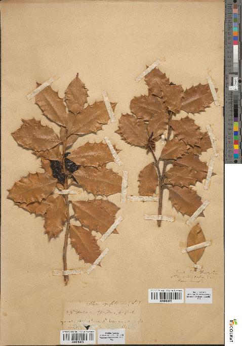 spécimen de Ilex aquifolium