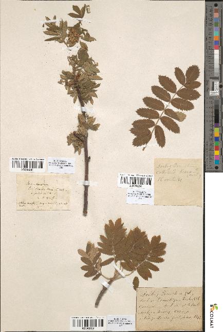 spécimen de Sorbus domestica