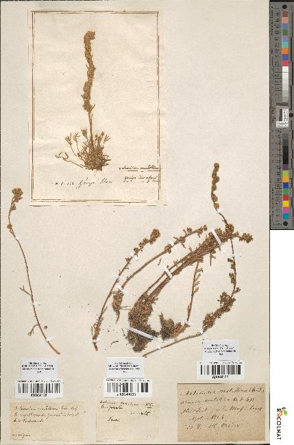 spécimen de Artemisia mutellina