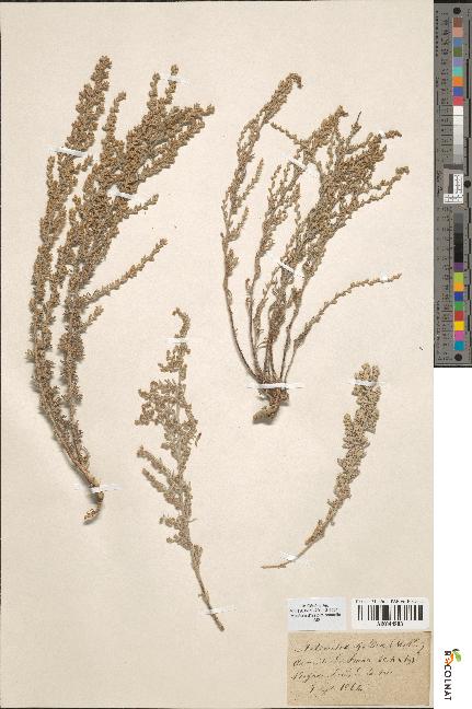 spécimen de Artemisia gallica