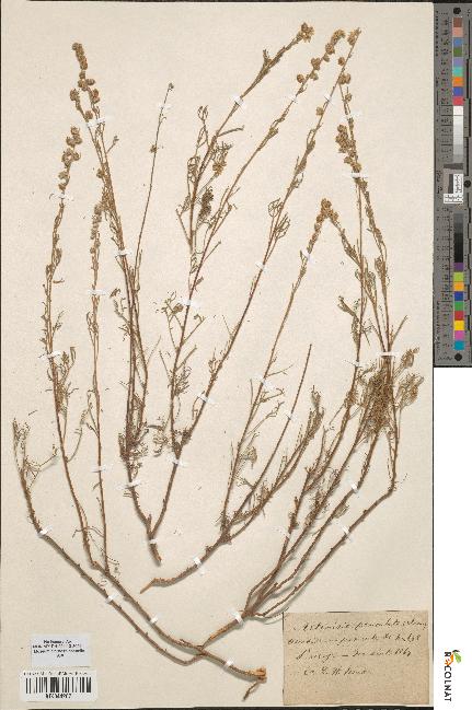 spécimen de Artemisia paniculata