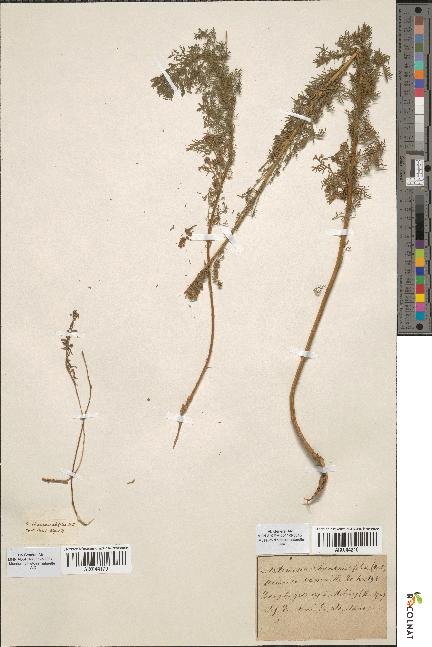 spécimen de Artemisia chamaemelifolia