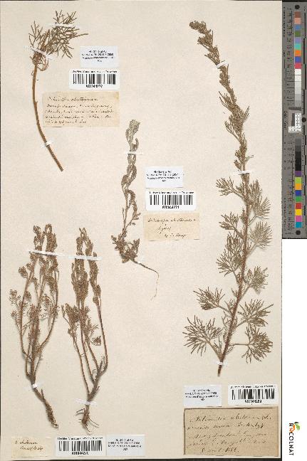 spécimen de Artemisia abrotanum