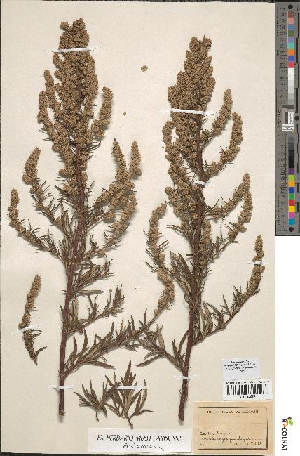 spécimen de Artemisia sp.