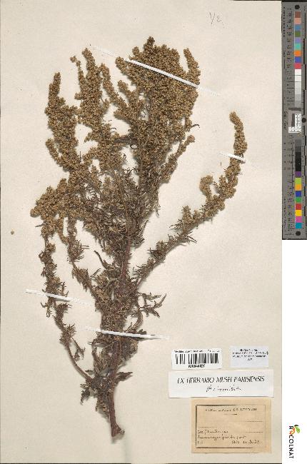 spécimen de Artemisia sp.