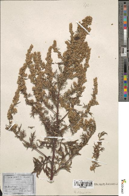 spécimen de Artemisia sp.