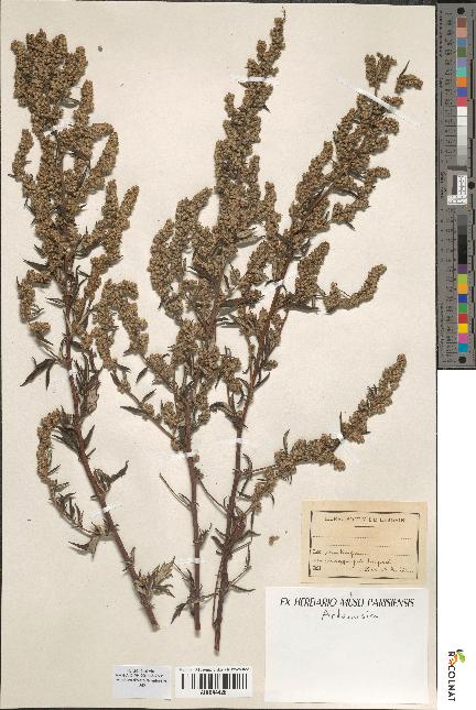 spécimen de Artemisia sp.