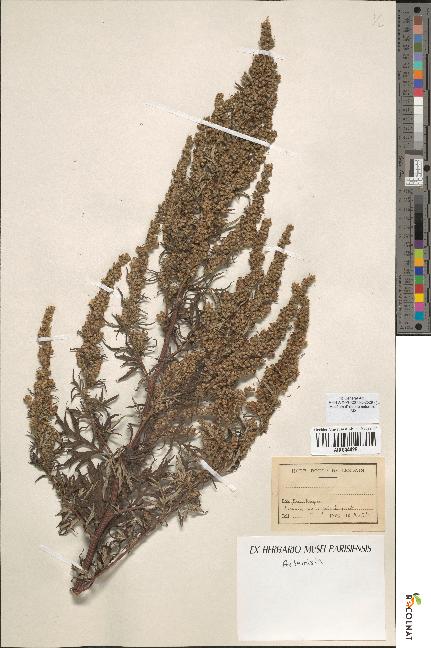 spécimen de Artemisia sp.