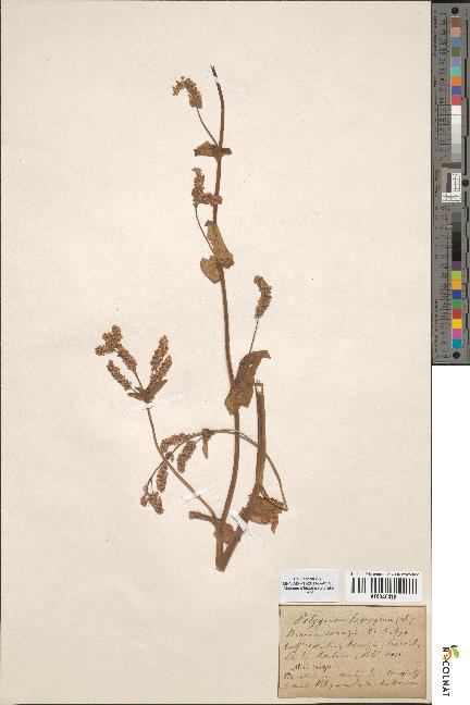 spécimen de Polygonum fagopyrum