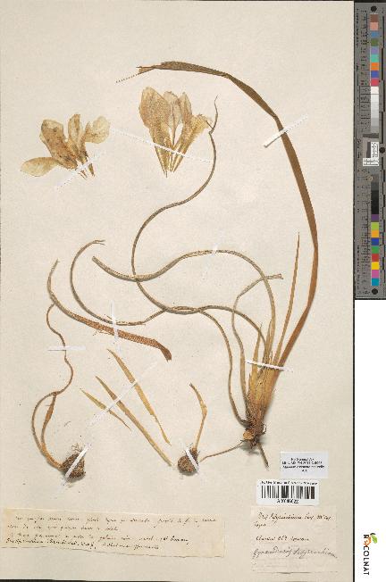 spécimen de Iris sisyrinchium