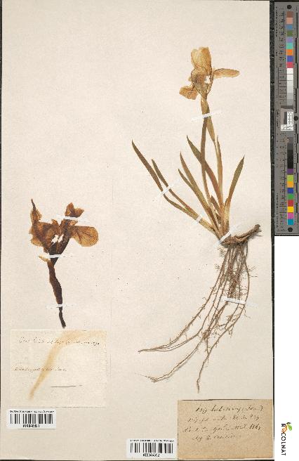 spécimen de Iris lutescens