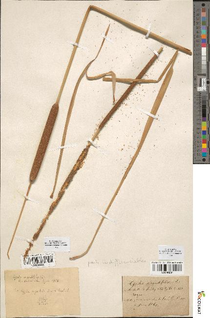spécimen de Typha angustifolia
