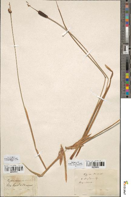 spécimen de Typha minima