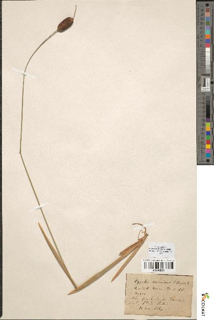 spécimen de Typha minima