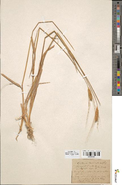 spécimen de Triticum monococcum