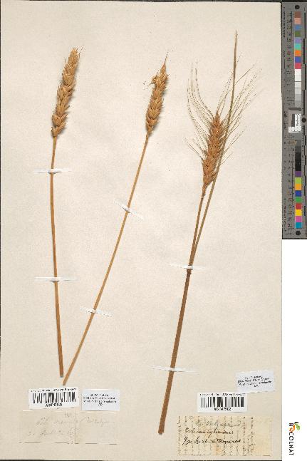 spécimen de Triticum vulgare