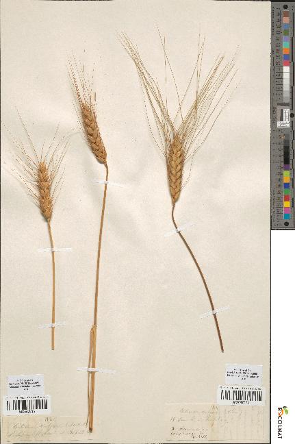 spécimen de Triticum vulgare