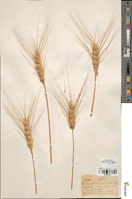 spécimen de Triticum vulgare