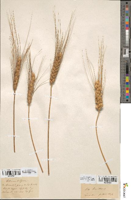 spécimen de Triticum vulgare