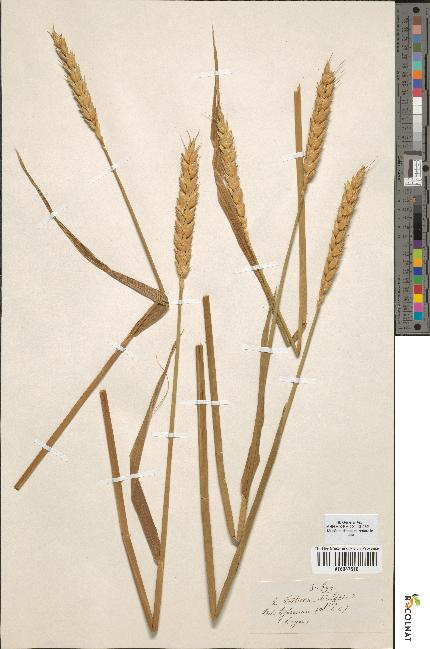 spécimen de Triticum vulgare