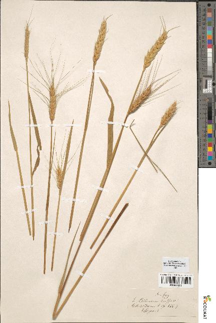 spécimen de Triticum vulgare