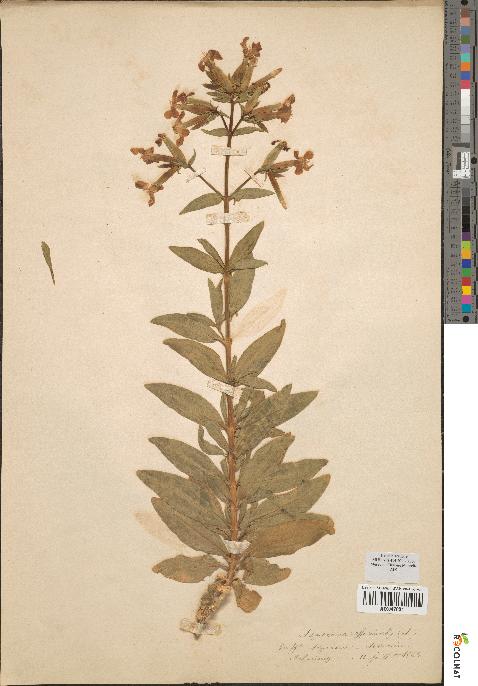 spécimen de Saponaria officinalis