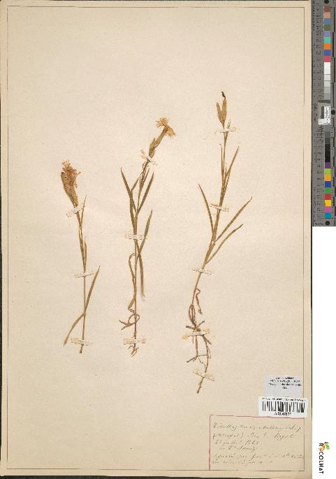 spécimen de Dianthus monspessulanus