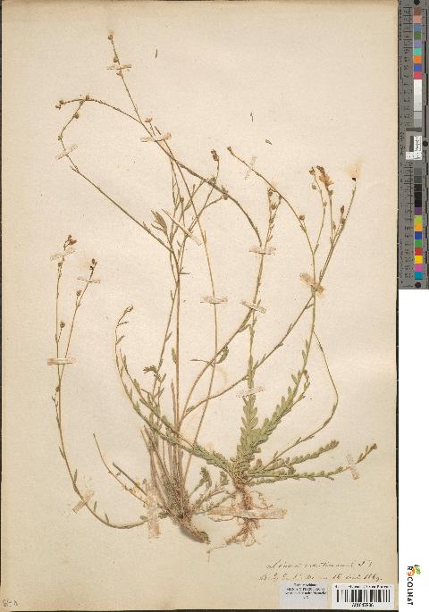 spécimen de Linum maritimum