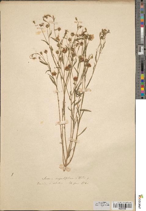 spécimen de Linum angustifolium