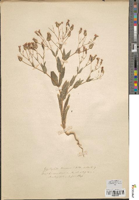 spécimen de Gypsophila vaccaria