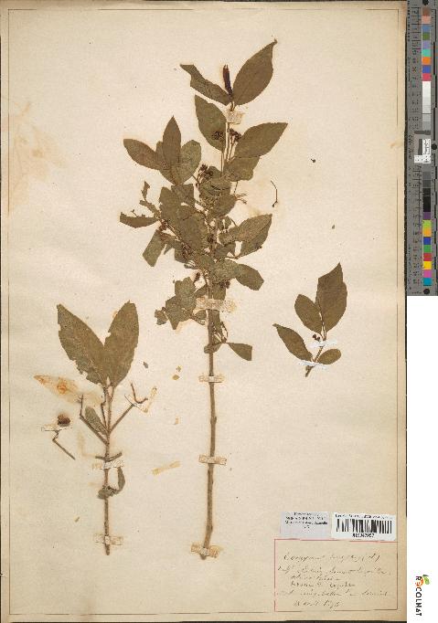 spécimen de Euonymus europaeus