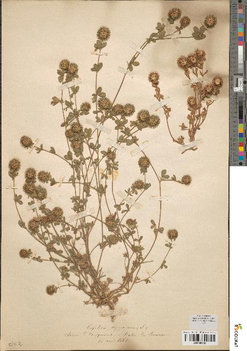 spécimen de Trifolium lappaceum