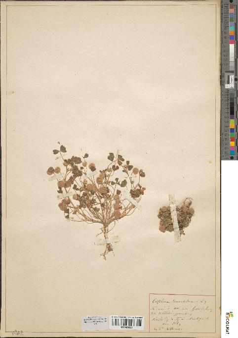 spécimen de Trifolium tomentosum