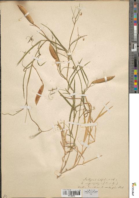 spécimen de Lathyrus latifolius