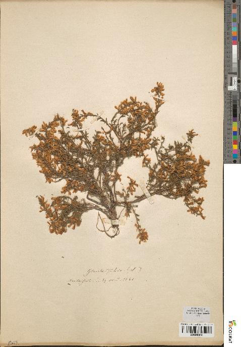 spécimen de Genista pilosa