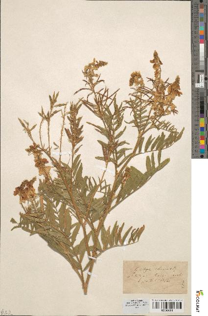 spécimen de Galega officinalis