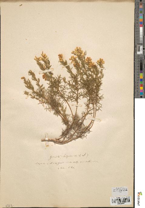 spécimen de Genista hispanica