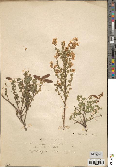 spécimen de Cytisus sessilifolius