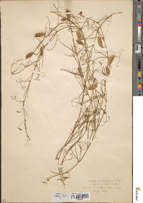 spécimen de Lathyrus setifolius