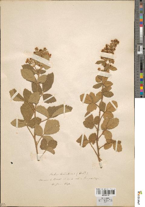 spécimen de Rubus tomentosus