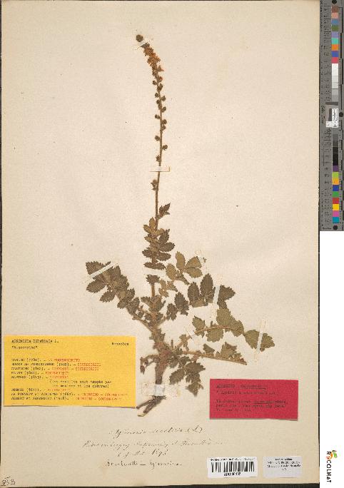 spécimen de Agrimonia eupatoria