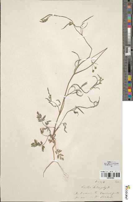 spécimen de Torilis heterophylla