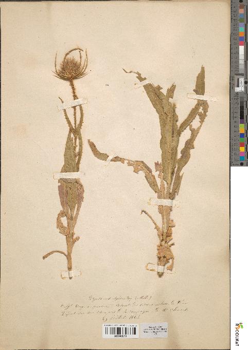 spécimen de Dipsacus sylvestris