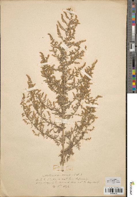 spécimen de Artemisia annua