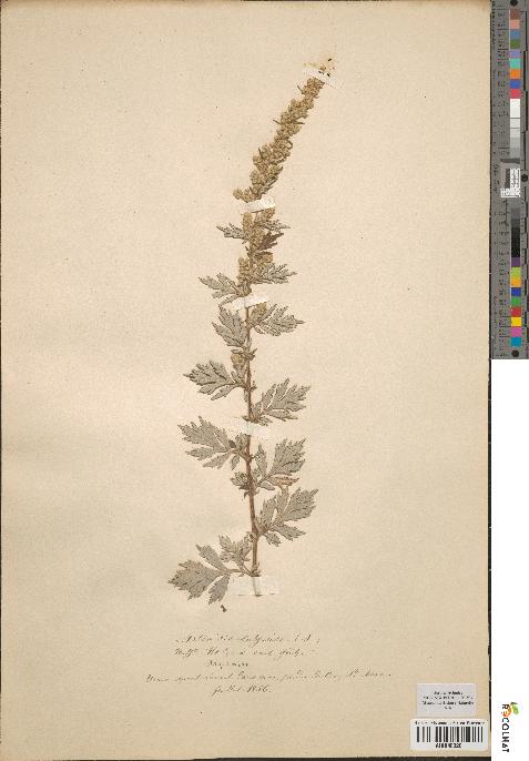 spécimen de Artemisia vulgaris