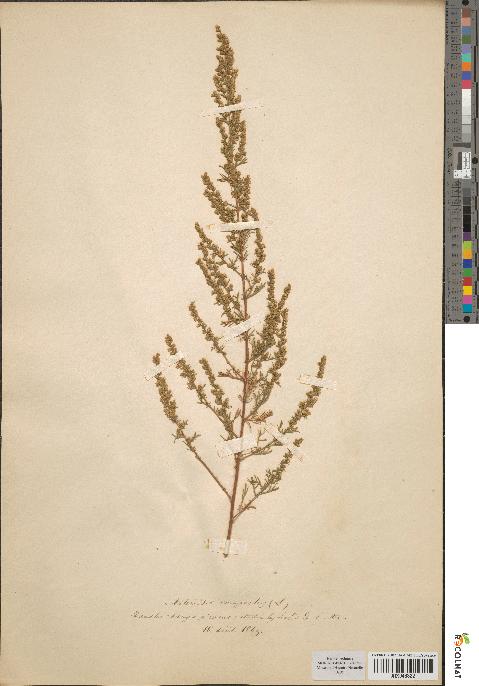 spécimen de Artemisia campestris