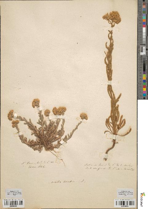 spécimen de Achillea tomentosa