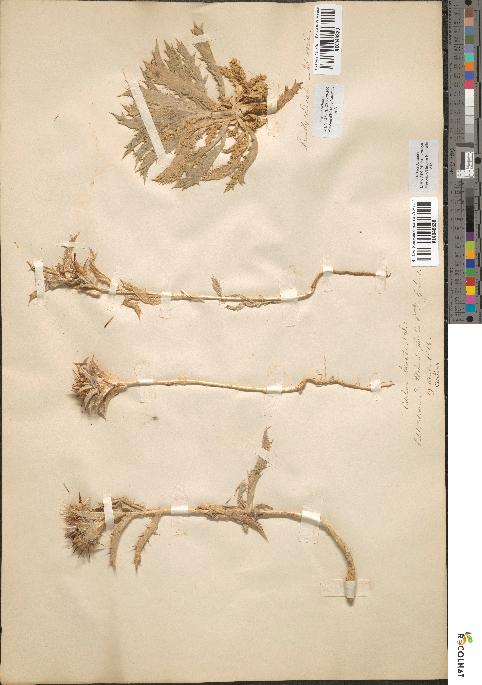 spécimen de Carlina lanata