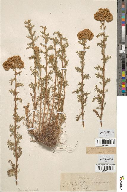 spécimen de Achillea nobilis