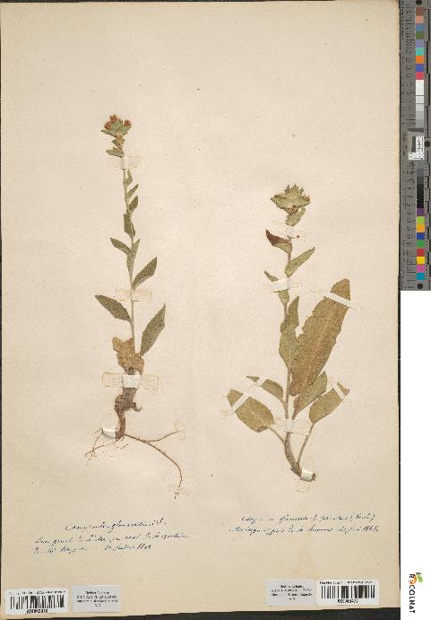 spécimen de Campanula glomerata